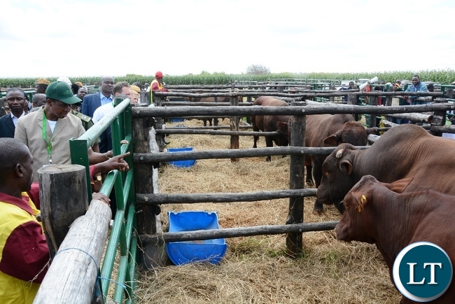 President Lungu tour the cattle stand during the Agritech Expo 2016 in Chisamba Central Province
