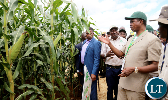 President Lungu Tour SEEDCO maize field at Agric tech EXPO in Chisamba 1285