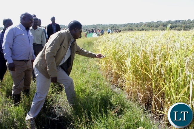 Western Provincial Agriculture Coordinating Officer Alex Chilala (r) showing ripe rice grains to Mongu District Commissioner Susiku Kamona (c) and Chief Namutwi (l) during the launch program for Rice Seed Harvesting activities supported by Steward Globe Limited (AFRISEED) at Namushakende Farming Institute in Mongu