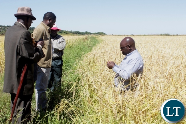 Western Provincial Agriculture Coordinating Officer Alex Chilala (r) showing ripe rice grains to Mongu District Commissioner Susiku Kamona (c) and Chief Namutwi (l) during the launch program for Rice Seed Harvesting activities supported by Steward Globe Limited (AFRISEED) at Namushakende Farming Institute in Mongu