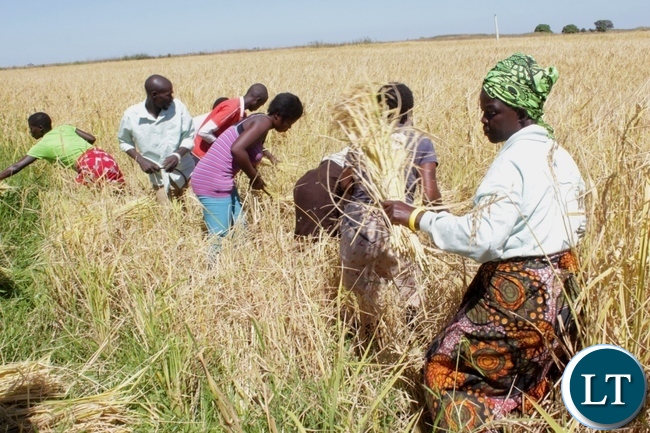 Western Provincial Agriculture Coordinating Officer Alex Chilala in a ready to harvest rice seed field during the launch program for Rice Seed Harvesting activities supported by Steward Globe Limited (AFRISEED) at Namushakende Farming Institute in Mongu
