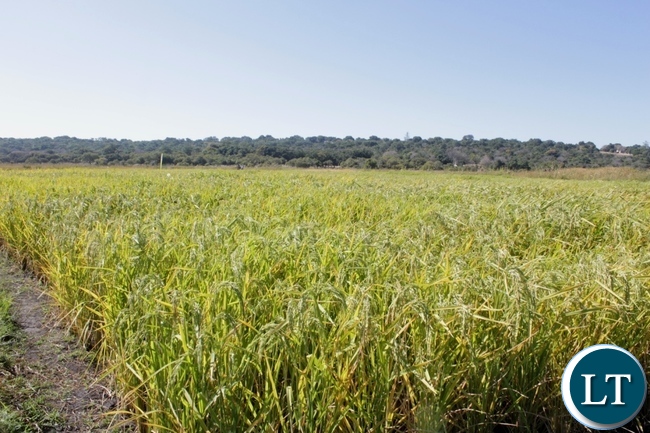 Western Provincial Agriculture Coordinating Officer Alex Chilala in a ready to harvest rice seed field during the launch program for Rice Seed Harvesting activities supported by Steward Globe Limited (AFRISEED) at Namushakende Farming Institute in Mongu