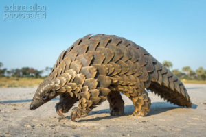 pangolin
