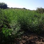 Loose cannabis seized by Drug Enforcement Commission in  Mambwe District