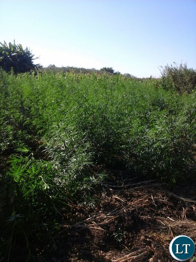 Loose cannabis seized by Drug Enforcement Commission in Mambwe District