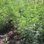 Loose cannabis seized by Drug Enforcement Commission in  Mambwe District