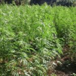Loose cannabis seized by Drug Enforcement Commission in  Mambwe District