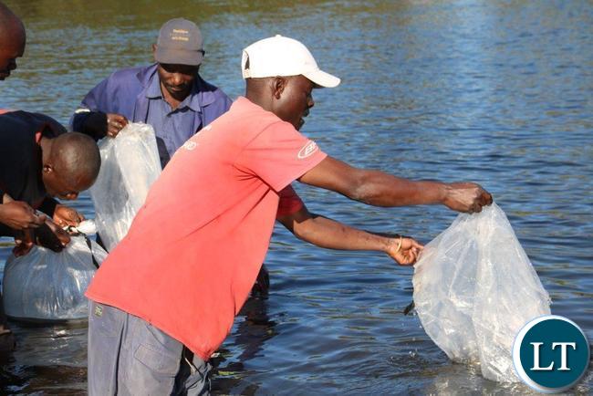 Public Urged to Avoid Consuming Fish from Contaminated Kafue River