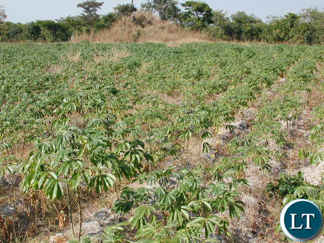 Cassava