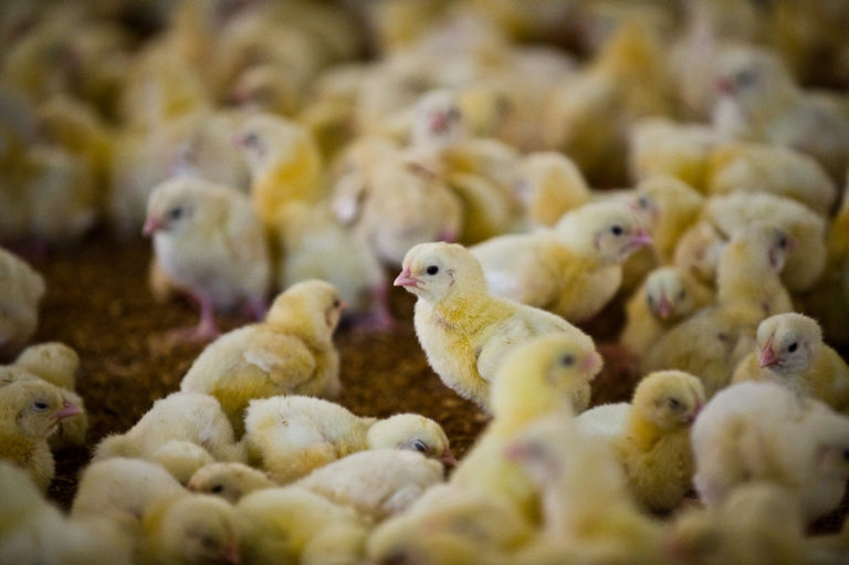 Chipata Veterinary confiscates  broiler Chickens smuggled from Malawi
