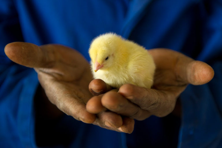 ZAMBEEF SHAREHOLDERS PAVE THE WAY FOR CHICKEN DEAL