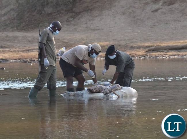 File picture:Measures to combat anthrax in Chikwa GMA: VET experts getting samples from the hippo carcasses.