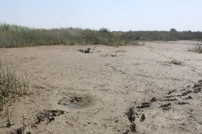 dried-up-chibila