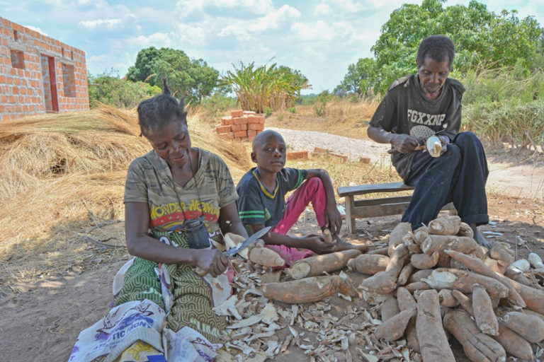 Cassava farming is rapidly expanding in Zambia