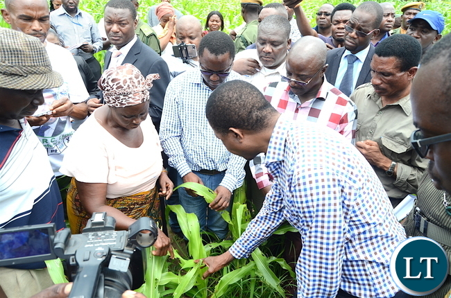 President Lungu with kanfinsa resident Mandalena Yongoma during a tour of maize fields affected by the army worms in Kanfinsa area in Kitwe on Thursday, January 5,2016-Pictures by THOMAS NSAMA President Lungu with kanfinsa resident Mandalena Yongoma during a tour of maize fields affected by the army worms in Kanfinsa area in Kitwe on Thursday, January 5,2016-Pictures by THOMAS NSAMA