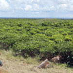 Kawambwa Tea Plantation