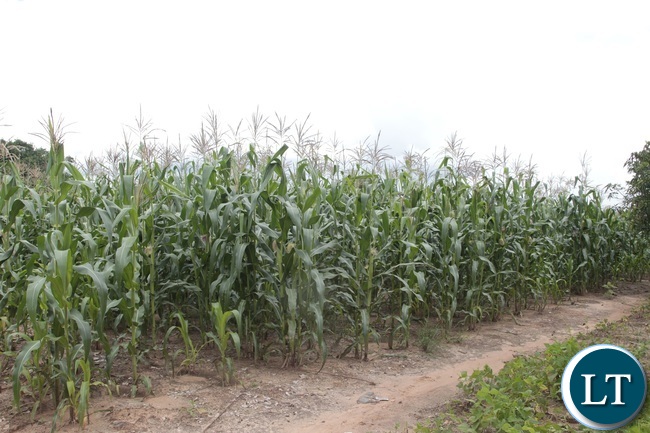 Part of the 6 acre maize field that has recovered after spraying