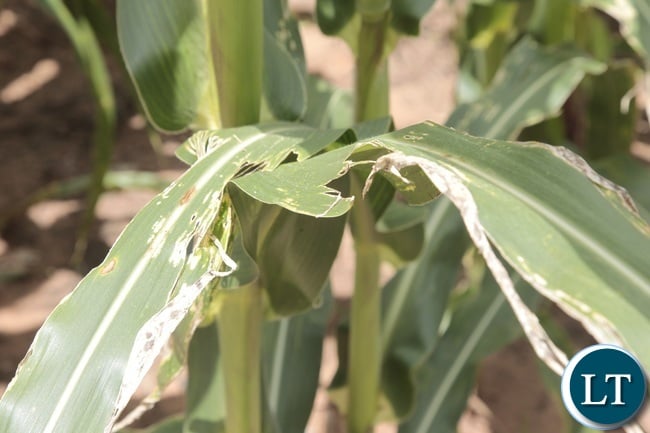 The army worm