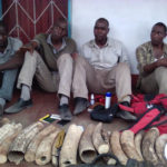 From left to right: Frank Sebitwani Sikota, Mubiana Kalaluka, Kaundula Kalaluka and Maboshe Kalaluka have been arrested for unlawful possession of raw ivories and elephant meant. The three Kalalukas are brothers. Mubiana Kalaluka is the owner of the vehicle used to transport the above ivories. The vehicle is also part of evidence in the case like in any other case where a vehicle or anything used in commissioning of crime is confiscated as exhibit. PICTURE BY DNPW