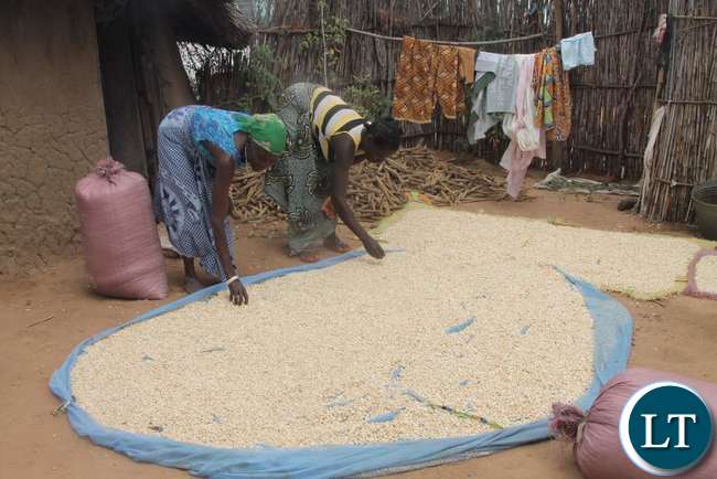 Government To Lend Money To Maize Farmers