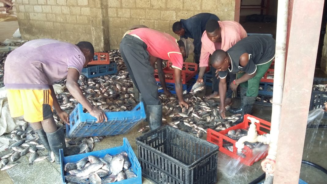 Is Zambia finally catching up with its neighbors in Aquaculture?