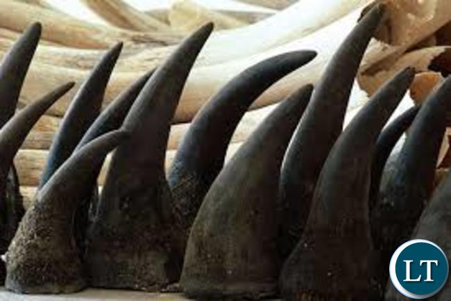 Rhino Horns