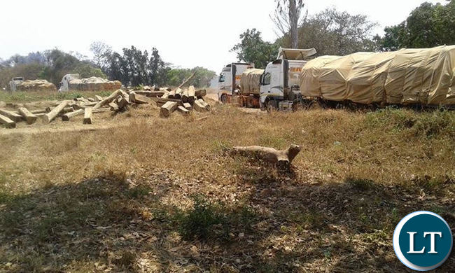 Impounded trucks loaded with Mukula logs