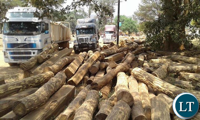 Impounded trucks loaded with Mukula logs