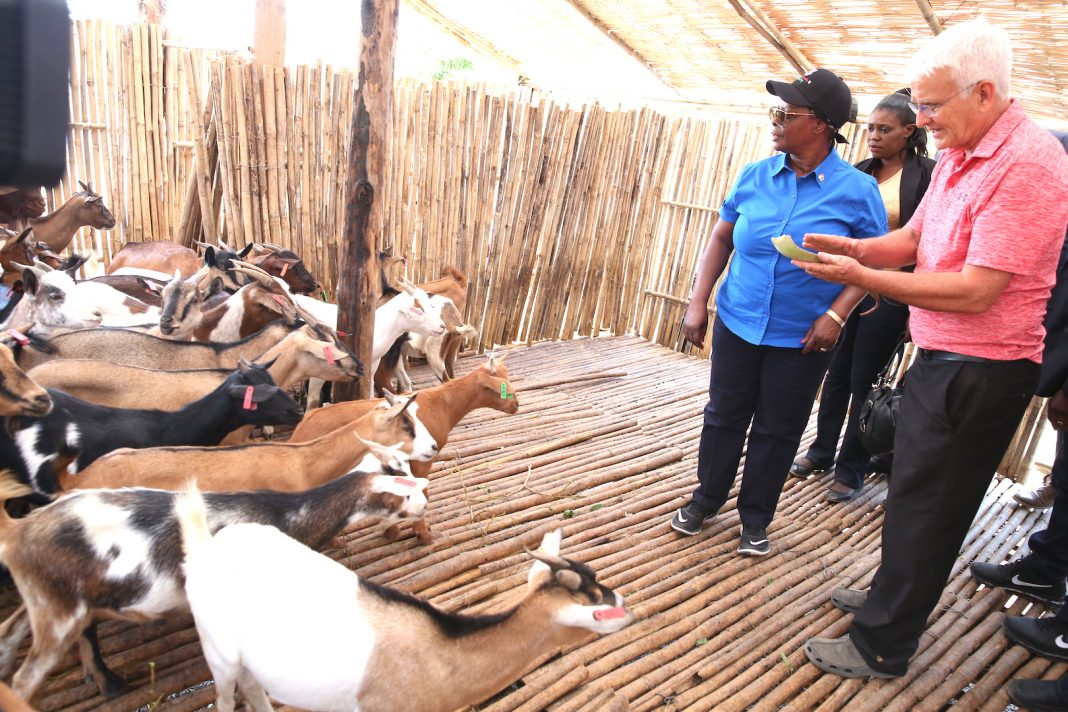 Women to benefit from earmarked export of 1 million goats to Saudi Arabia- First Lady