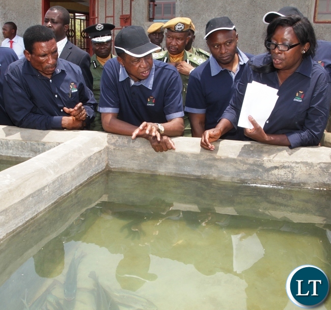 President Edgar Lungu with fisheries and Livestock Minister Micheal Katambo and Mrs Tembo looking at some fish after the launch of Zambia Aquaculture Enterprise Development Project in Lilayi