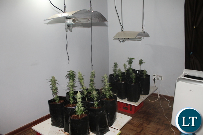 Canabis Plants