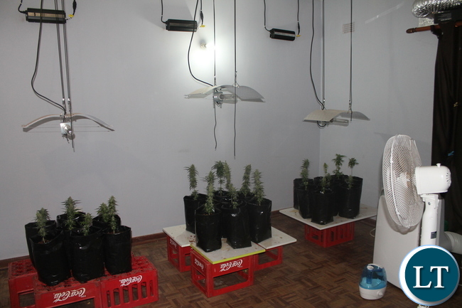 Canabis Plants
