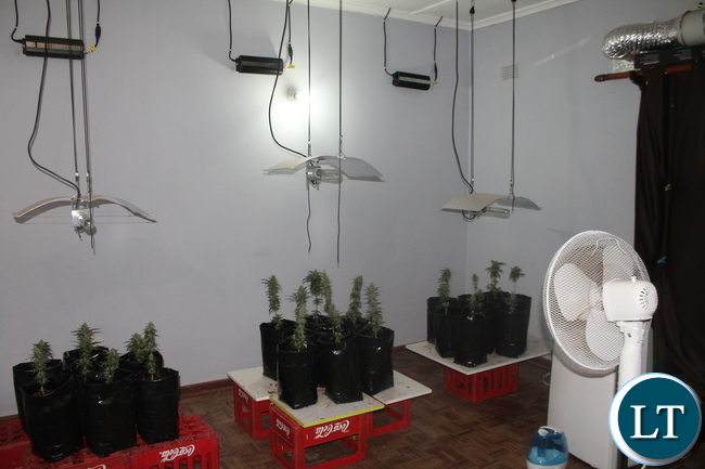 Canabis Plants