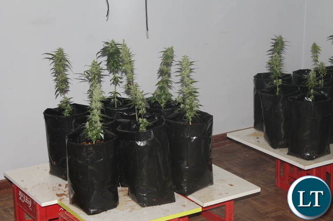 Canabis Plants