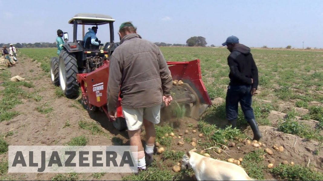 White farmers thrive in Zambia years after driven from Zimbabwe