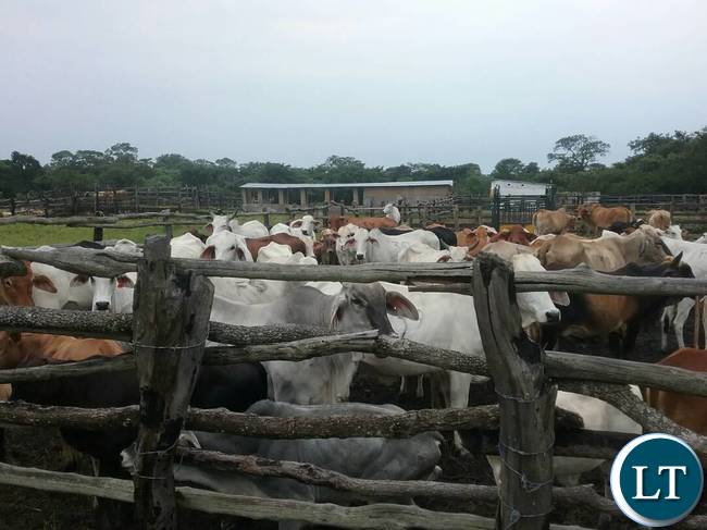 The breeding bulls the Ministry of Fisheries and Livestock are offering for sale to the general public at Chishinga Breeding Centre in Kawambwa to empower the interested farmers and organisations with good breeding stocks for improving their current heads. Picture courtesy by: Aston Nyungwe - ZANIS KAWAMBWA