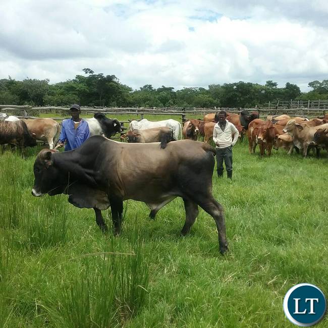The breeding bulls the Ministry of Fisheries and Livestock are offering for sale to the general public at Chishinga Breeding Centre in Kawambwa to empower the interested farmers and organisations with good breeding stocks for improving their current heads. Picture courtesy by: Aston Nyungwe - ZANIS KAWAMBWA