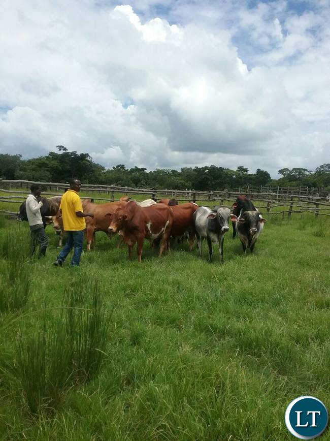 The breeding bulls the Ministry of Fisheries and Livestock are offering for sale to the general public at Chishinga Breeding Centre in Kawambwa to empower the interested farmers and organisations with good breeding stocks for improving their current heads. Picture courtesy by: Aston Nyungwe - ZANIS KAWAMBWA