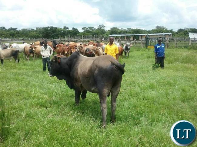 The breeding bulls the Ministry of Fisheries and Livestock are offering for sale to the general public at Chishinga Breeding Centre in Kawambwa to empower the interested farmers and organisations with good breeding stocks for improving their current heads. Picture courtesy by: Aston Nyungwe - ZANIS KAWAMBWA
