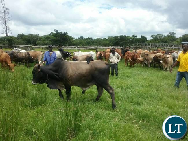 The breeding bulls the Ministry of Fisheries and Livestock are offering for sale to the general public at Chishinga Breeding Centre in Kawambwa to empower the interested farmers and organisations with good breeding stocks for improving their current heads. Picture courtesy by: Aston Nyungwe - ZANIS KAWAMBWA