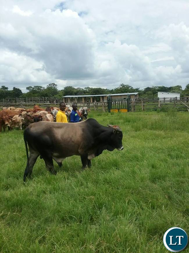 The breeding bulls the Ministry of Fisheries and Livestock are offering for sale to the general public at Chishinga Breeding Centre in Kawambwa to empower the interested farmers and organisations with good breeding stocks for improving their current heads. Picture courtesy by: Aston Nyungwe - ZANIS KAWAMBWA