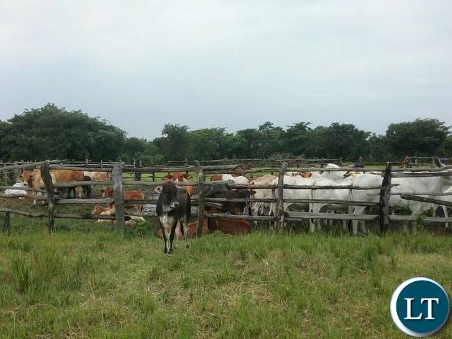 The breeding bulls the Ministry of Fisheries and Livestock are offering for sale to the general public at Chishinga Breeding Centre in Kawambwa to empower the interested farmers and organisations with good breeding stocks for improving their current heads. Picture courtesy by: Aston Nyungwe - ZANIS KAWAMBWA