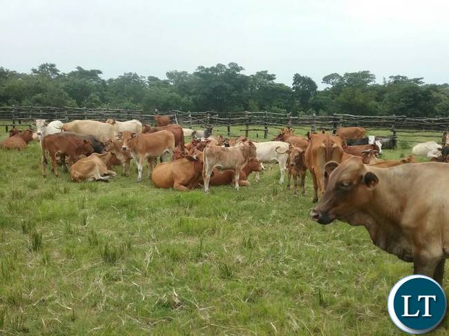 The breeding bulls the Ministry of Fisheries and Livestock are offering for sale to the general public at Chishinga Breeding Centre in Kawambwa to empower the interested farmers and organisations with good breeding stocks for improving their current heads. Picture courtesy by: Aston Nyungwe - ZANIS KAWAMBWA