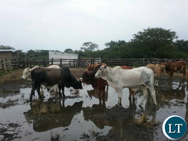 The breeding bulls the Ministry of Fisheries and Livestock are offering for sale to the general public at Chishinga Breeding Centre in Kawambwa to empower the interested farmers and organisations with good breeding stocks for improving their current heads. Picture courtesy by: Aston Nyungwe - ZANIS KAWAMBWA