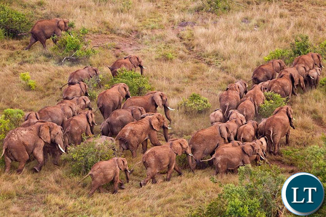Aerial view of an animal conservation area captured using drones