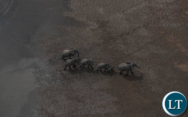 Aerial view of an animal conservation area captured using drones
