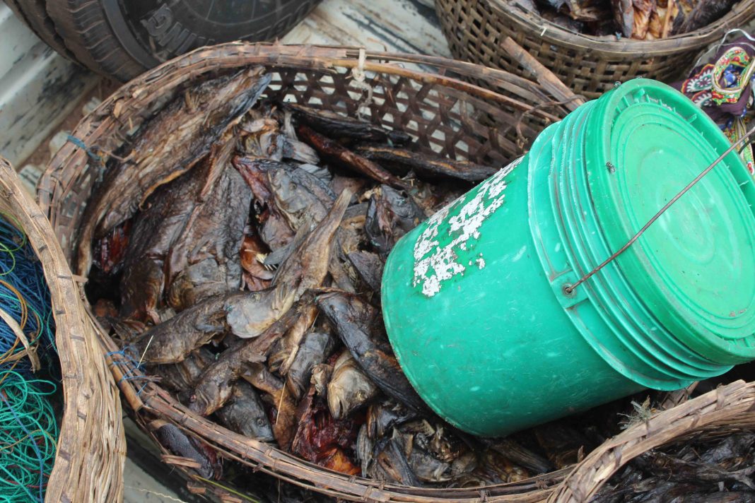Fish on verge of extinction in Kafue flats