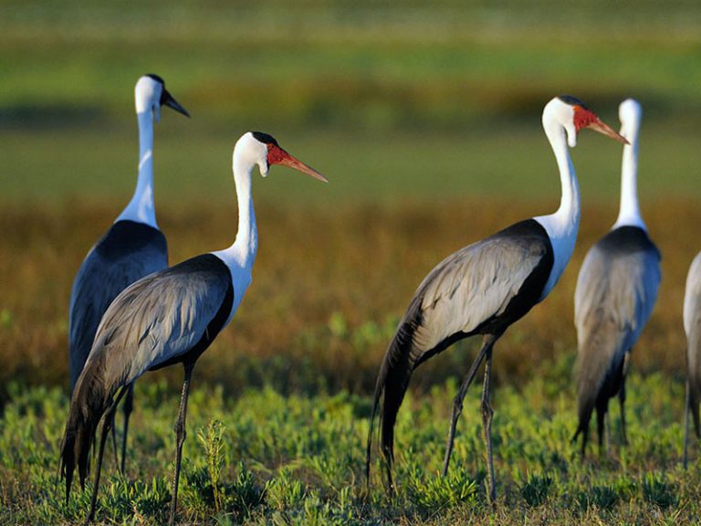 Zambia Parliamentary Conservation Caucus happy with African Parks’ conservation model in Liuwa