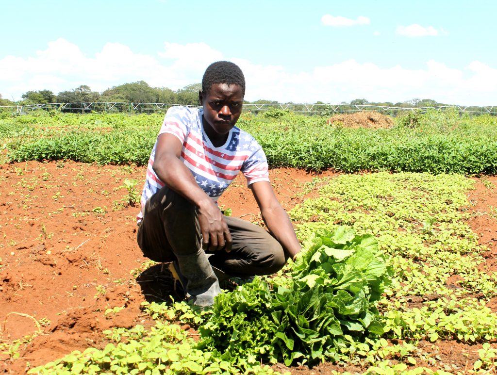 Happy Lingwe, the youngest organic vegetable farmer in Chongwe’s Chikanchila village