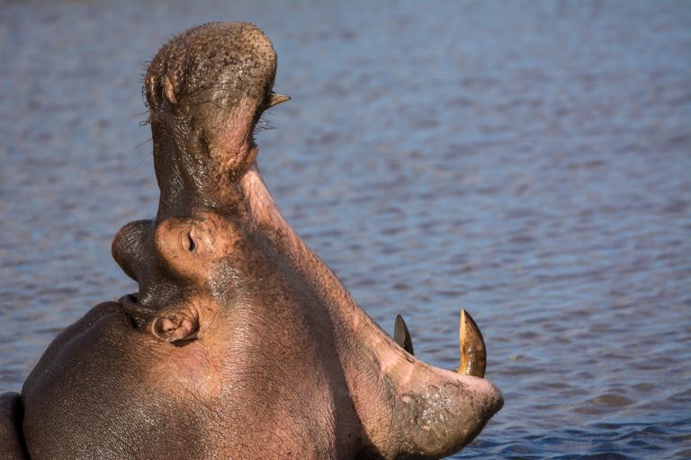 Hippo Rescued from Septic Tank in Livingstone: A Tale of Human-Animal Conflict